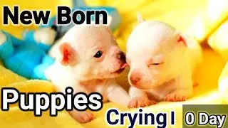 Puppies crying sound 2022।0 Day New born puppies Suckling sound#Soundeffect#Barking