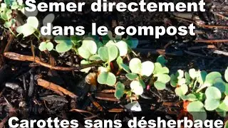 Comment semer dans le compost au potager ? Astuces pour des carottes sans désherbage !