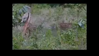 Chital in grasslands