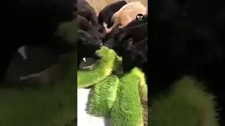 Growing Grass in Factory for Animals only 7 days