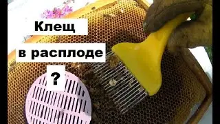 Клещ Варроа в последнем расплоде.