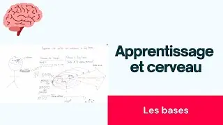 Ce qui se passe dans le cerveau quand on apprend : les bases
