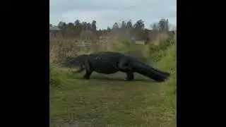Giantess Eligetor Crocodile 🐊 Female Crocodile 🐊 Hard Cross 🛣️ Road
