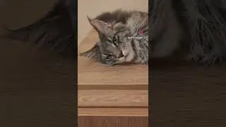 Мейн-Кун Велес 6 месяцев/ns22 спасается от жары #cat #кот #funny #cute #мейнкуны #котики #catlover