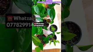 බ්ලැක්කුයින්🌱2රේන්බෝ🌱2ශෙයාරාවයිට්🌱2ම්ලියන්ෆ්වර්🌱2 ෆෙලිසිටා🌱2#youtubeshorts