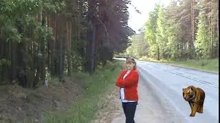 Тигр на прогулке