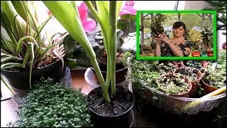 ЧТО  ДЕЛАТЬ с ТЮЛЬПАНАМИ в горшочке ПОСЛЕ их ЦВЕТЕНИЯ?