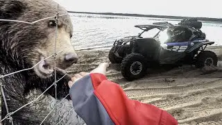 КАРЕЛИЯ на квадроциклах и багги. Кормим МЕДВЕДЕЙ С РУК . Часть 2.
