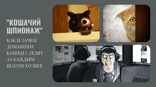 "Кошачий шпионаж": как и зачем домашние кошки следят за каждым шагом хозяев.