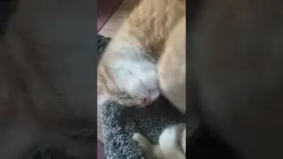 cat2