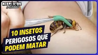 Você Sabe Quais São os Insetos Mais Perigosos do Mundo? Descubra Aqui!