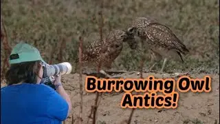 Stumbled upon a Burrowing Owl Family