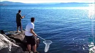 Spinning (Lampuga-Κυνηγός)