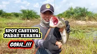 CASTING GABUS HARUAN || AIR JERNIH, DALAM, PADAT TERATAI, PADAT SAMBARAN GABUS ||
