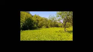 Butterflies SlowMo