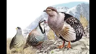 Кабк шикор 2020