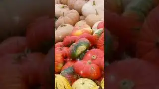 Польза тыквы 