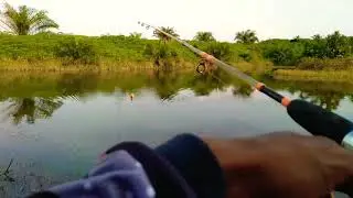 Casting ikan gabus(umpan jump frog) || Jump frog triangle || Umpan jitu casting gabus.