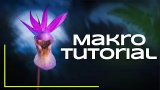 Rare orchid Calypso bulbosa - Macro photography tutorial - Nature photography in Sweden Part 4