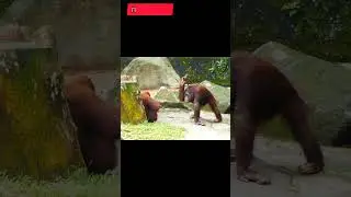Скотина! Смешная озвучка