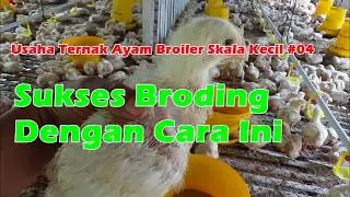 Sukses Brooding Dengan  Cara Ini | Usaha Ternak Ayam Broiler Skala Kecil #04|