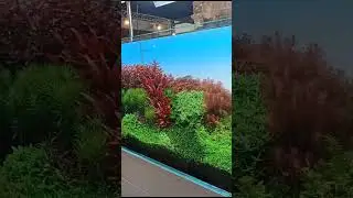 Аква Экспо. Выставка аквариумистики. Дортмунд. Германия. Какой голландец) 