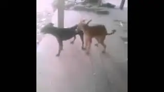 perreo