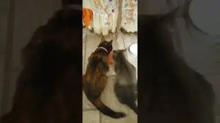 Fanny cats