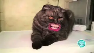 Кошак