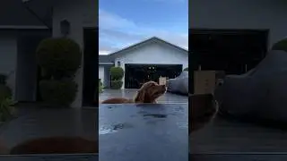 How my dog greets her groomer! 