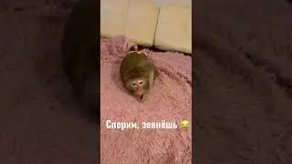 Обезьянка Чита ложится спать
