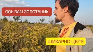 ЗОЛОТАРНИК! Ще не знаєте про цей медонос? Слухайте! Цього року 2 рази качав мед золотарника!