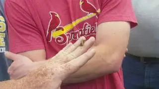 how to properly hold a honey bee