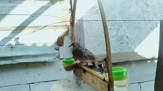 Tips biar derkuku cepat nguku dan rajin berbunyi