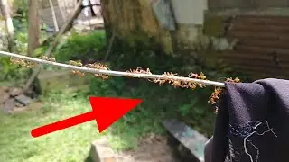 ketika serangga pidah ke tempat yang lain..