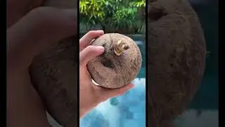Mistakes in growing coconut 