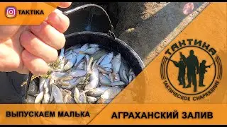 Releasing the fry into Agrakhan Bay