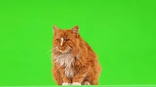 cat green screen effect