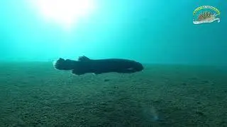 Apnea en LAGO PUEYRREDON 2024