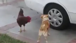 ПЕТУХ ДЕРЕТСЯ С СОБАКОЙ!!!