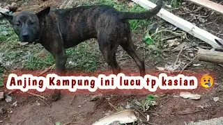 ANJING BELANGKU YG LUCU, || ANJING KAMPUNG