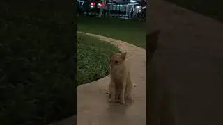 Cat in Ayala Triangle