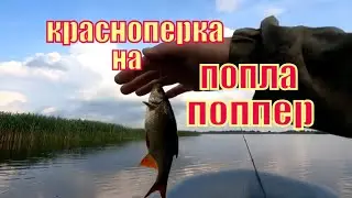 ОТ ПОЗОРА СПАС ПОПЛА ПОППЕР. ЧАСТЬ1