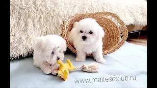 www.malteseclub.ru щенки МАЛЬТЕЗЕ рожд. 31.01.2021 года БЕСТИК и БОН Ту Хеппи