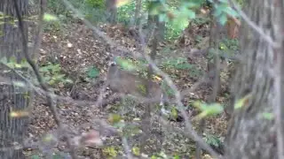 Day 3 Doe Stalk  PA Archery 2024