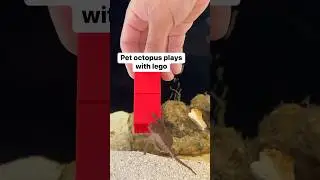 Her arms are already regrowing complete with suckers! 