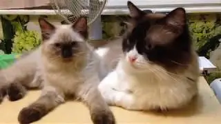 Папа и сын (Ragdoll Cat)