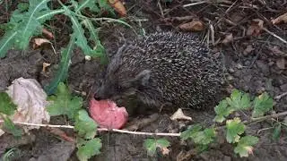 ЁЖ ЕСТ КОЛБАСУ!!!!( HEDGEHOG EATS SAUSAGE!!!)