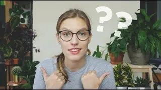 Do anti-smog plants work?