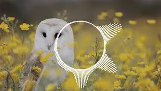 First Of 3 ( No Copyright Music)